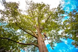 Best Tree and Shrub Care  in Fort Hall, ID