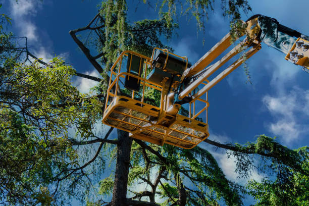 Professional Tree Services in Fort Hall, ID