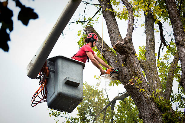 How Our Tree Care Process Works  in Fort Hall, ID